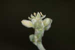 Longleaf buckwheat